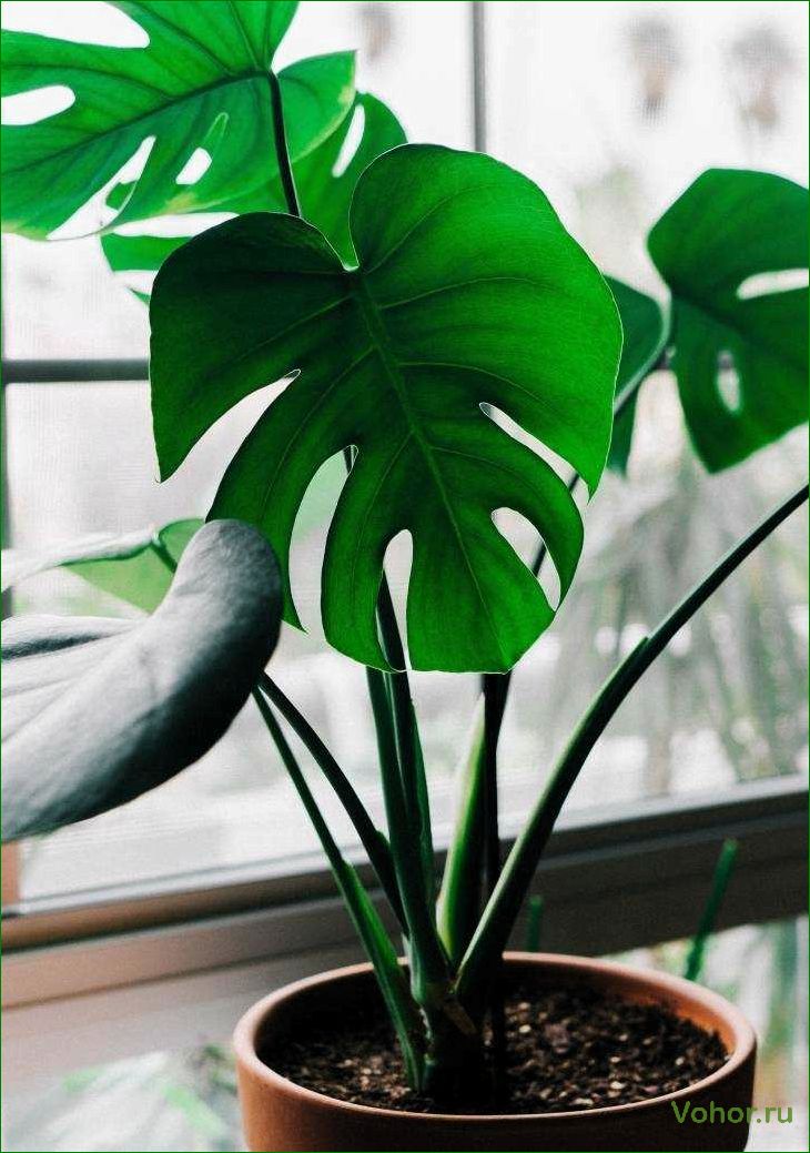 Monstera: Wie man eine mysteriöse Pflanze züchtet und pflegt