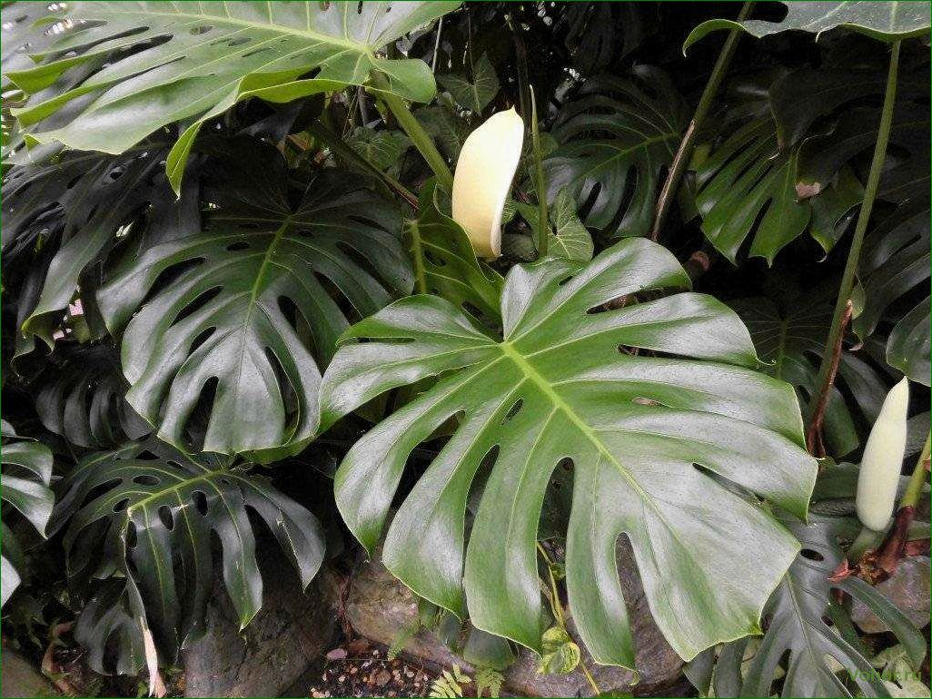 Monstera: Wie man eine mysteriöse Pflanze züchtet und pflegt