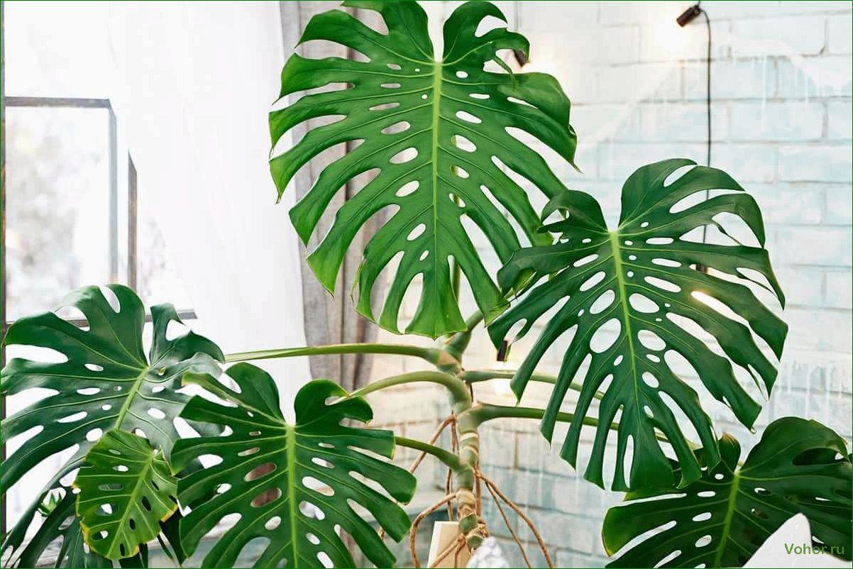 Monstera: Wie man eine mysteriöse Pflanze züchtet und pflegt
