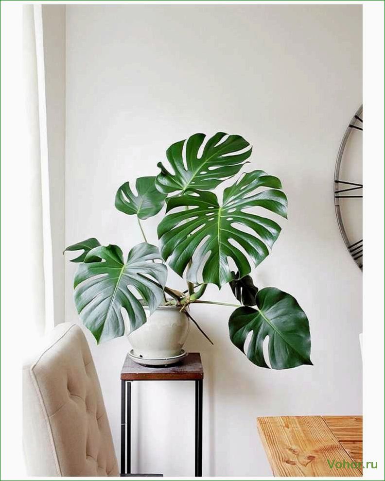 Monstera: Wie man eine mysteriöse Pflanze züchtet und pflegt