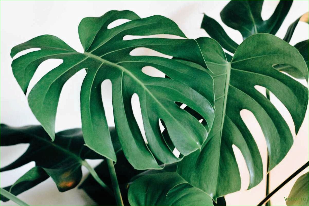 Monstera: Wie man eine mysteriöse Pflanze züchtet und pflegt
