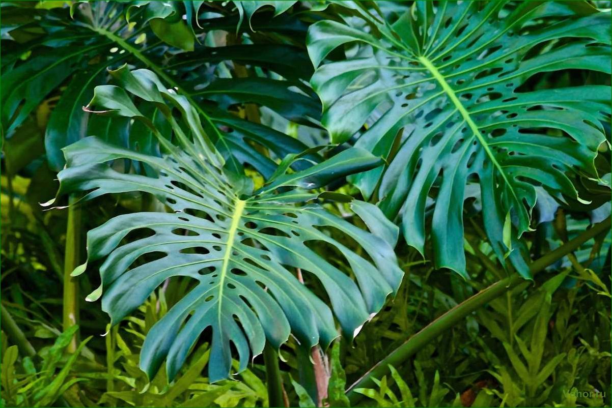 Monstera: Wie man eine mysteriöse Pflanze züchtet und pflegt