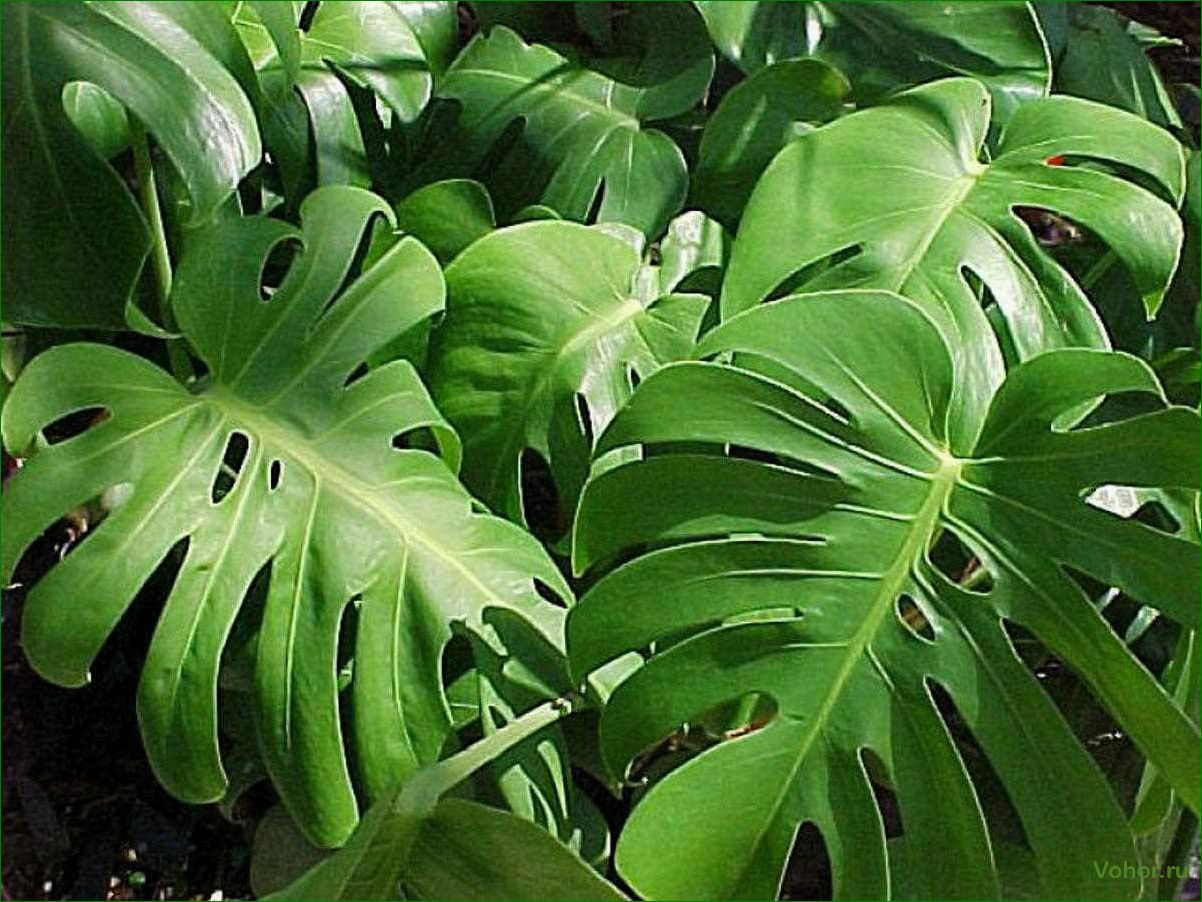 Monstera: Wie man eine mysteriöse Pflanze züchtet und pflegt