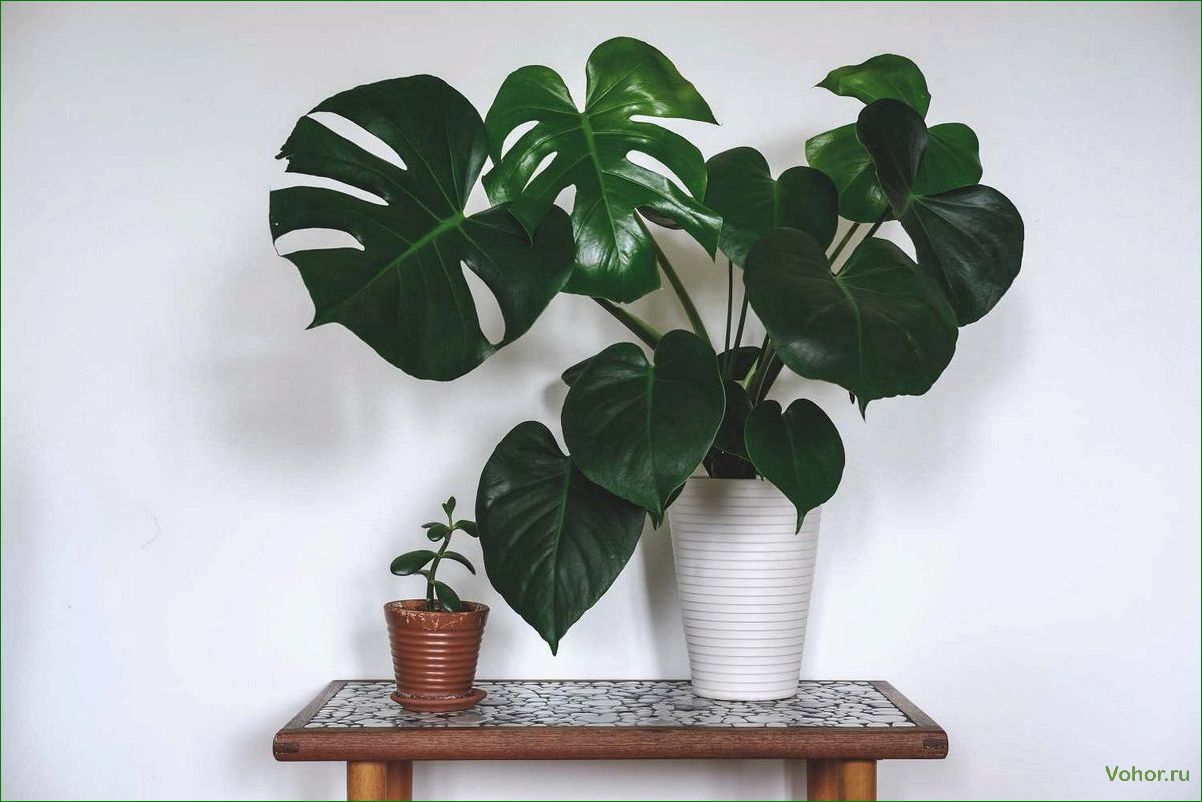 Monstera: Wie man eine mysteriöse Pflanze züchtet und pflegt