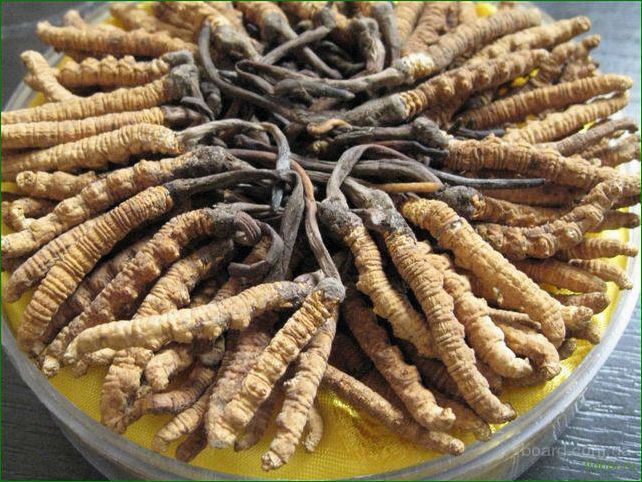 Cordyceps — Gebrauchsanweisung für Cordyceps