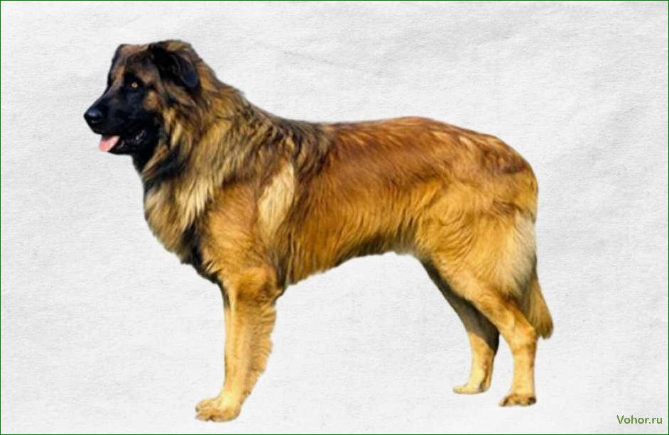 (эштрельская, овчарка, описание, породы, особенности) Estrela Shepherd Dog: description of the breed, features of maintenance and care
