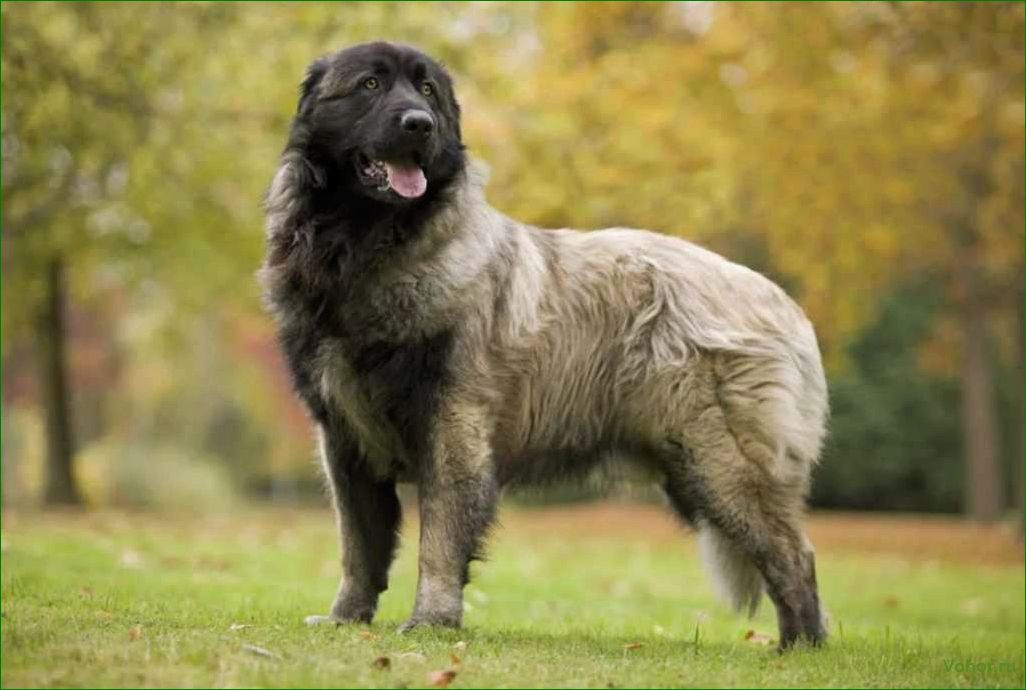 (эштрельская, овчарка, описание, породы, особенности) Estrela Shepherd Dog: description of the breed, features of maintenance and care