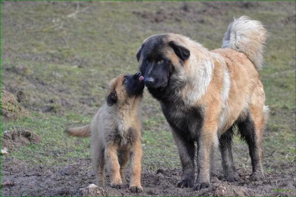 (эштрельская, овчарка, описание, породы, особенности) Estrela Shepherd Dog: description of the breed, features of maintenance and care