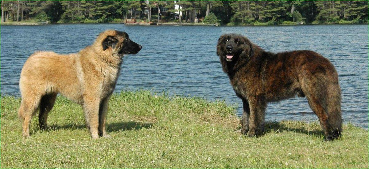 (эштрельская, овчарка, описание, породы, особенности) Estrela Shepherd Dog: description of the breed, features of maintenance and care