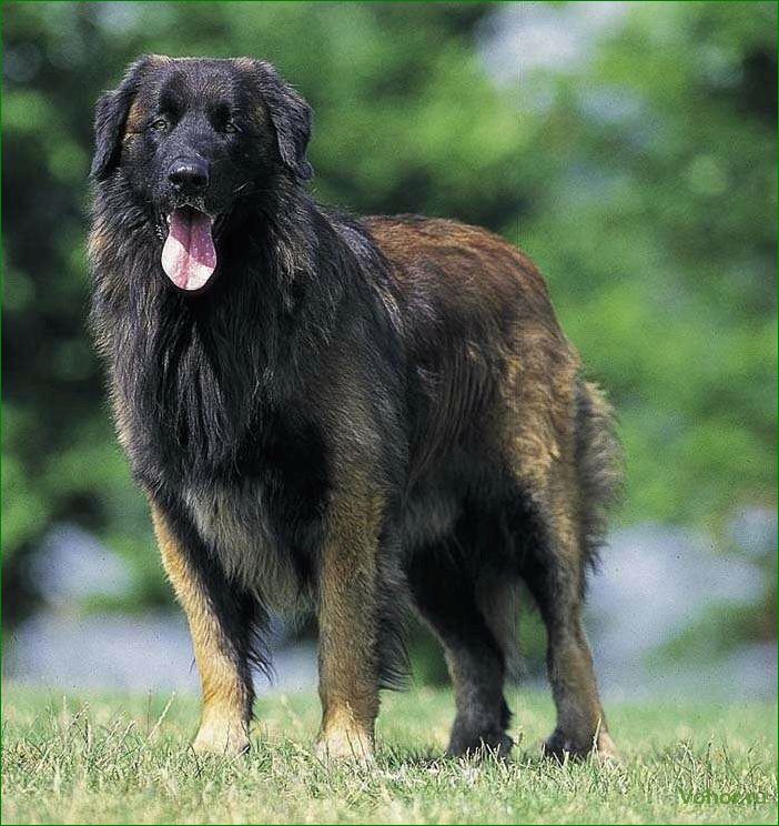 (эштрельская, овчарка, описание, породы, особенности) Estrela Shepherd Dog: description of the breed, features of maintenance and care