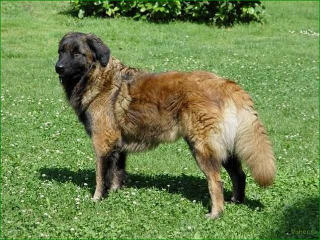 (эштрельская, овчарка, описание, породы, особенности) Estrela Shepherd Dog: description of the breed, features of maintenance and care