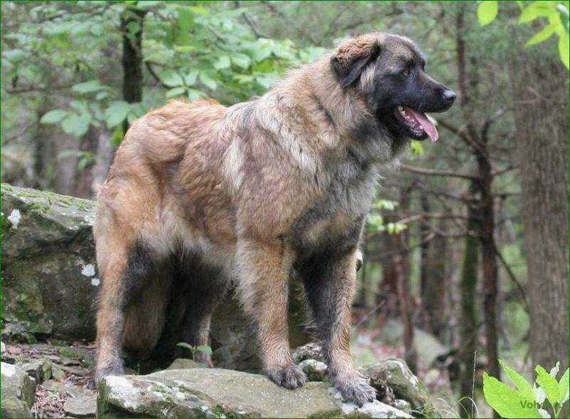 (эштрельская, овчарка, описание, породы, особенности) Estrela Shepherd Dog: description of the breed, features of maintenance and care