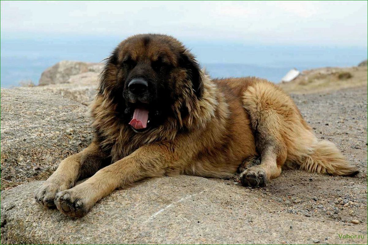 (эштрельская, овчарка, описание, породы, особенности) Estrela Shepherd Dog: description of the breed, features of maintenance and care