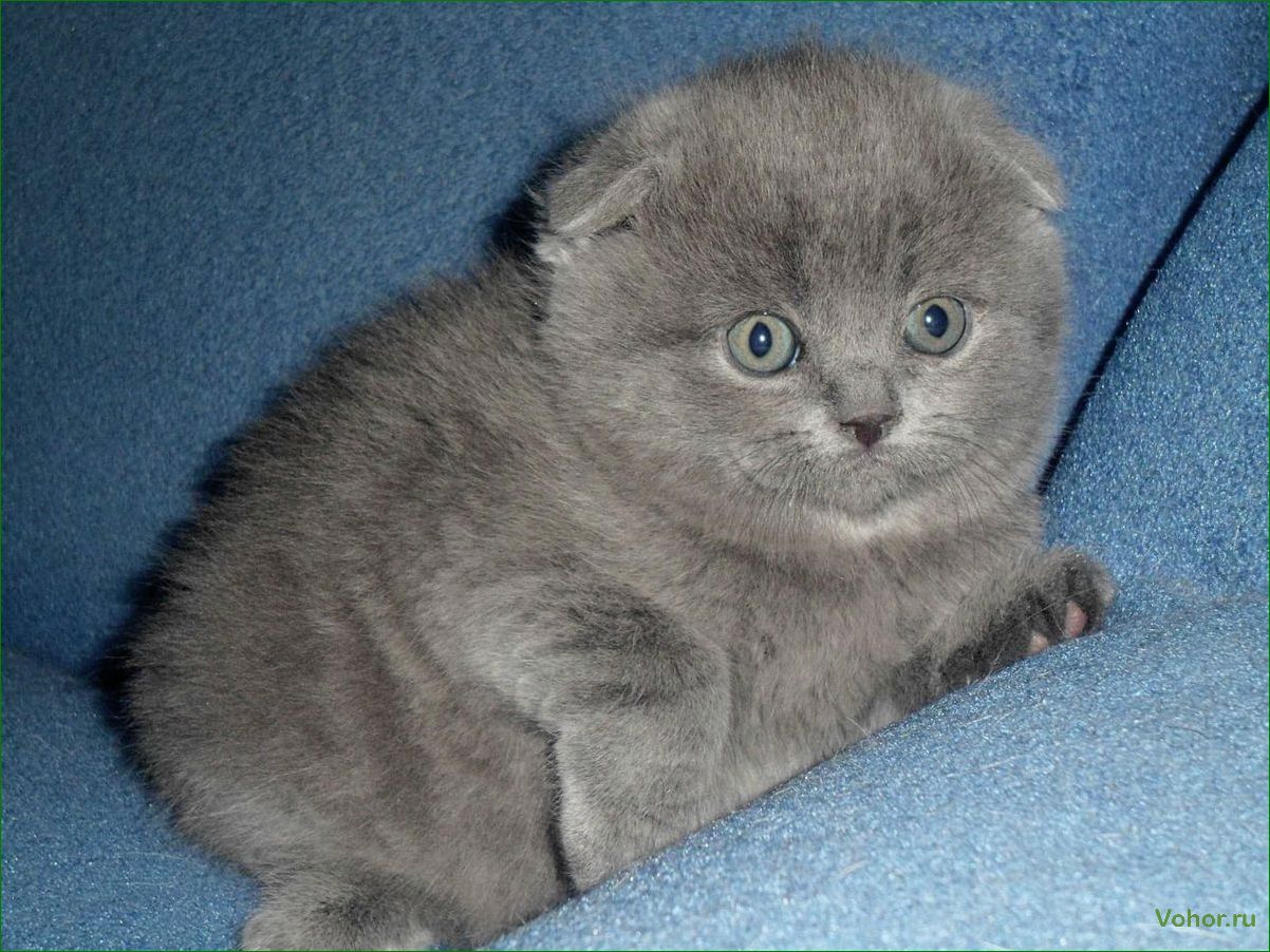 British fold cats