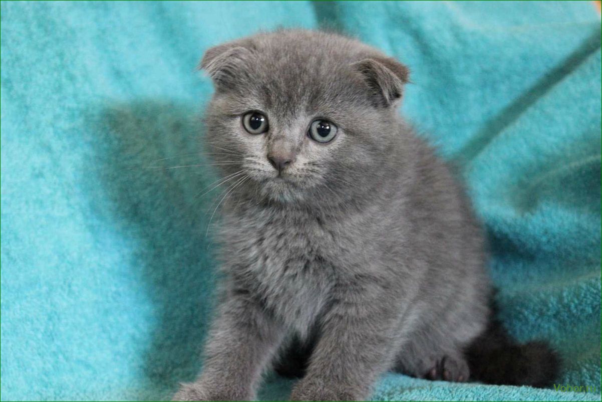 British fold cats