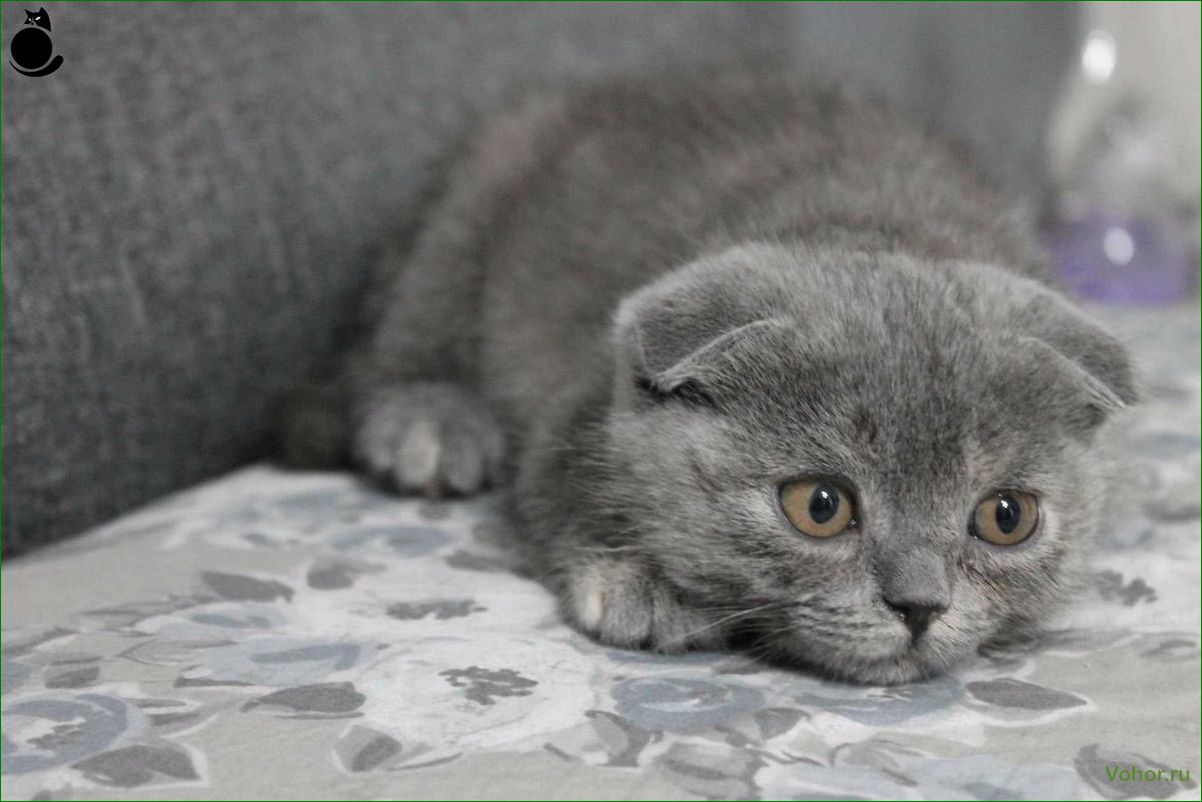 British fold cats