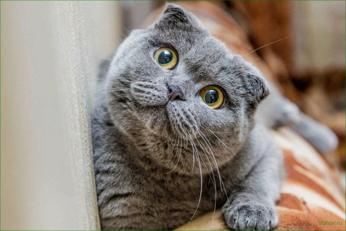 British fold cats