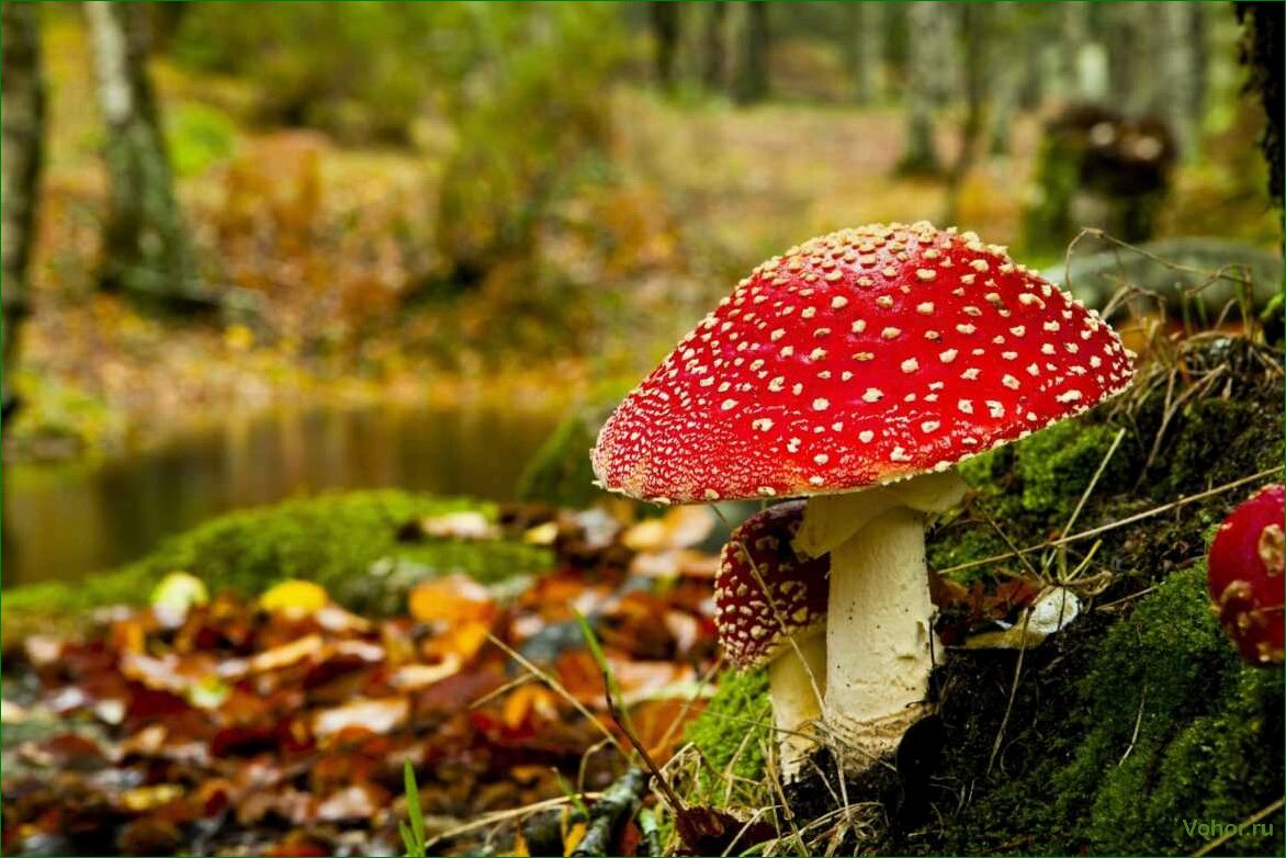 Мухоморы: описание, виды, свойства