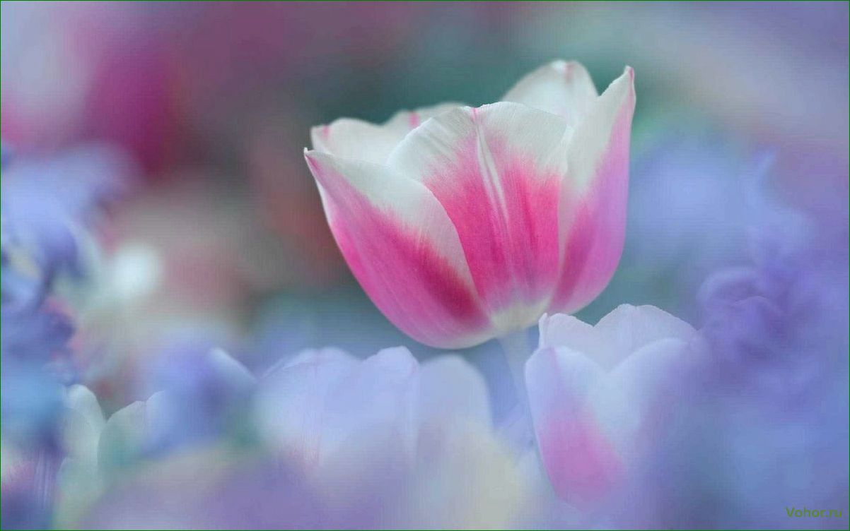 (изысканный, нежный, цветок, который, приносит) Eine exquisite und zarte Blume, die Freude und Schönheit in unser Leben bringt.