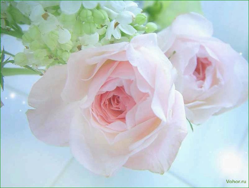 (изысканный, нежный, цветок, который, приносит) Eine exquisite und zarte Blume, die Freude und Schönheit in unser Leben bringt.