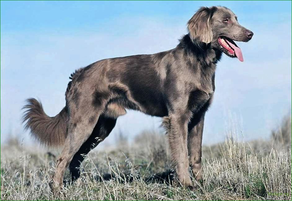 (охотничья, длинношерстная, собака, особенности, преимущества) Langhaariger Jagdhund — Merkmale und Vorteile der Rasse