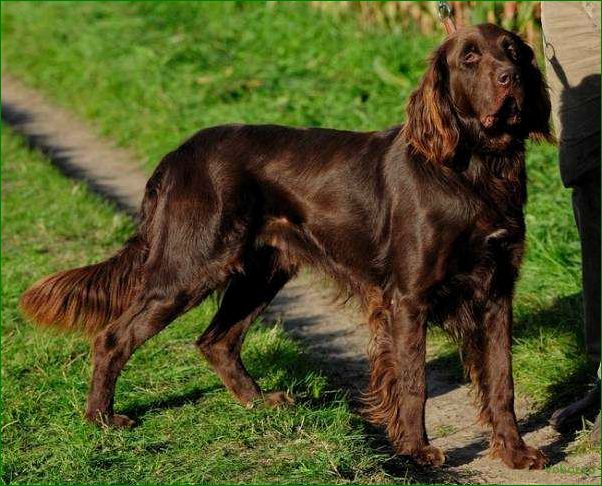 (охотничья, длинношерстная, собака, особенности, преимущества) Langhaariger Jagdhund — Merkmale und Vorteile der Rasse