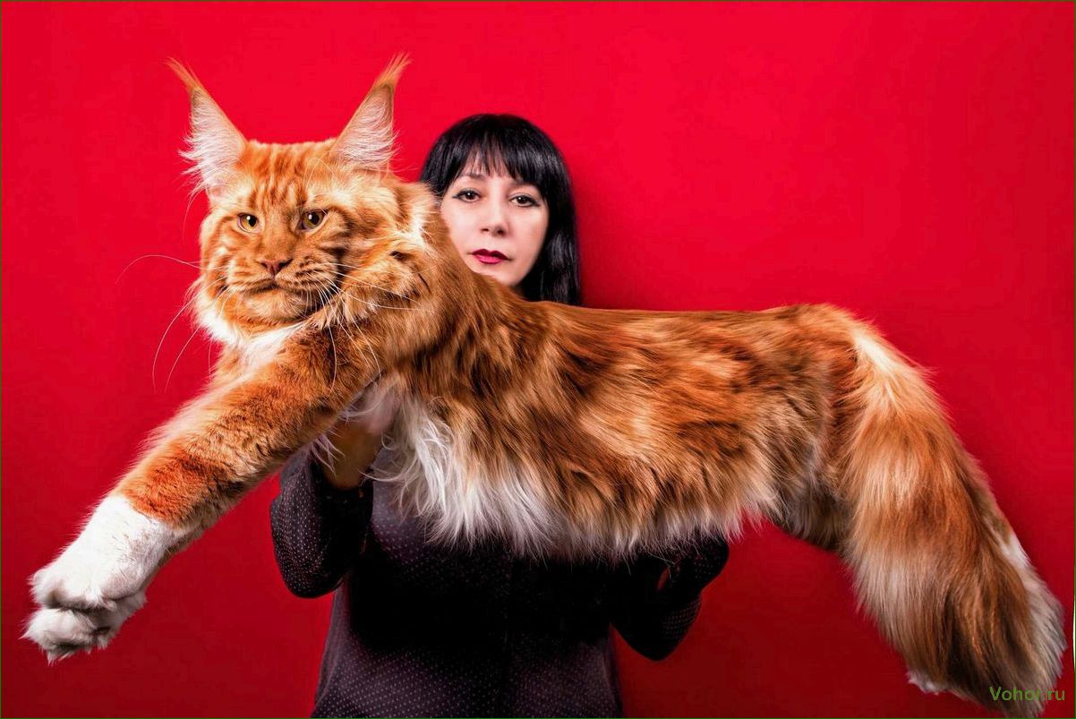 (шейдед, мейн, порода, кошек, потрясающей) Shaded Maine Coon ist eine Katzenrasse mit atemberaubenden Farben und einem einzigartigen Charakter.