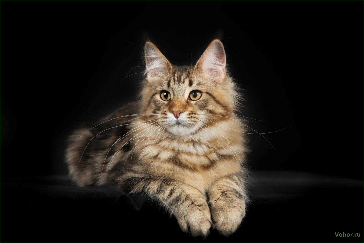 (шейдед, мейн, порода, кошек, потрясающей) Shaded Maine Coon ist eine Katzenrasse mit atemberaubenden Farben und einem einzigartigen Charakter.