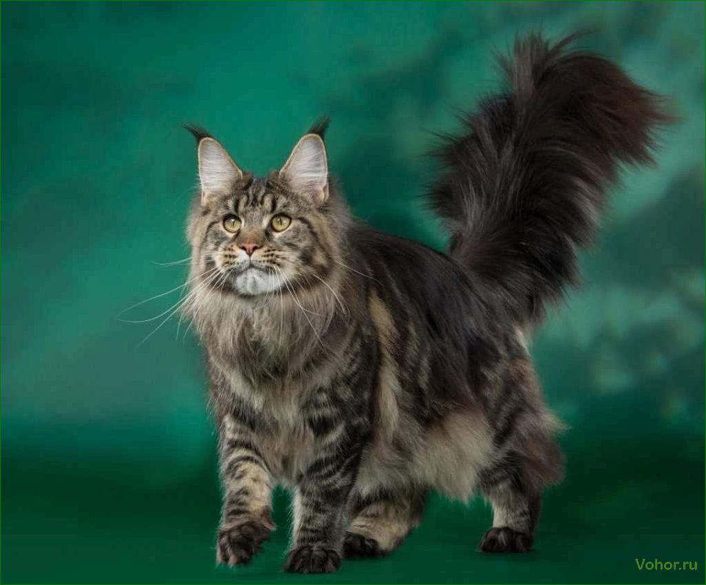 (шейдед, мейн, порода, кошек, потрясающей) Shaded Maine Coon ist eine Katzenrasse mit atemberaubenden Farben und einem einzigartigen Charakter.