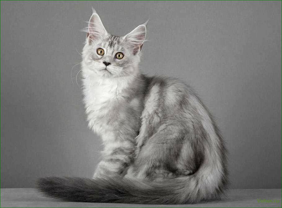 (шейдед, мейн, порода, кошек, потрясающей) Shaded Maine Coon ist eine Katzenrasse mit atemberaubenden Farben und einem einzigartigen Charakter.