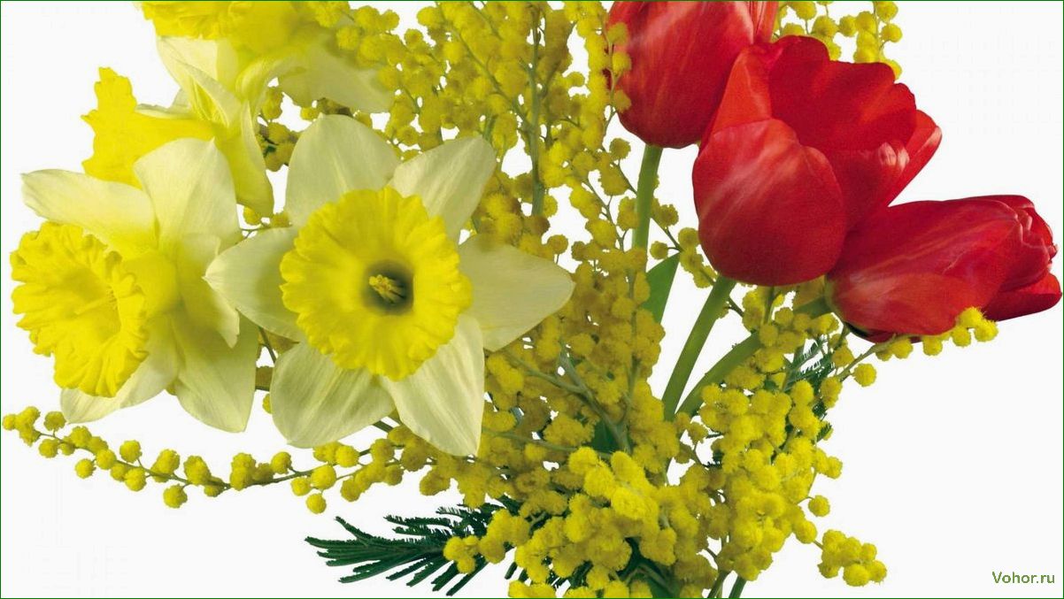 (раскрываем, секреты, красоты, символики, цветов) Avame mimoosi ja tulbi lillede ilu ja sümboolika saladused — ajalugu, tähendust ja hoolt