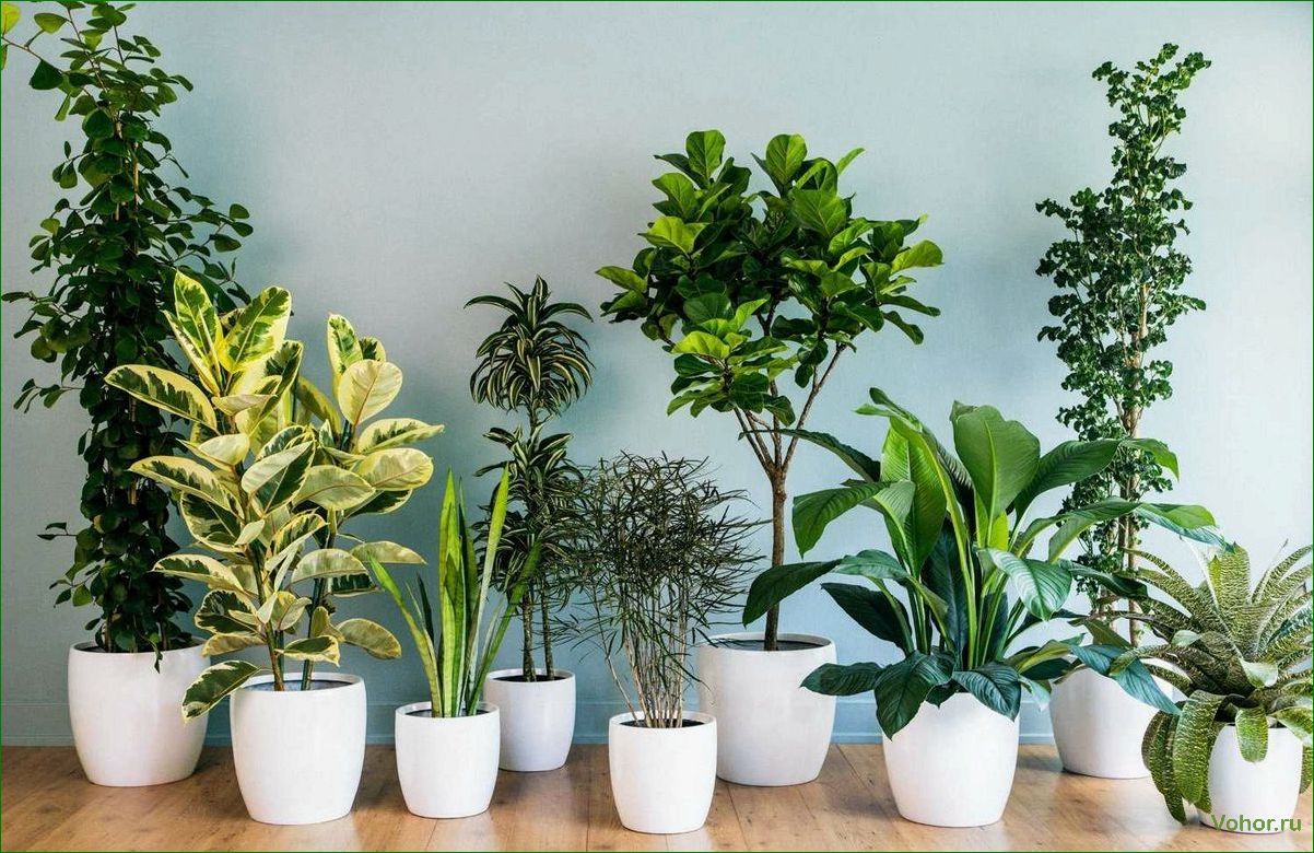 The Most Impressive and Delightful Plants to Liven Up Your Home's Interior