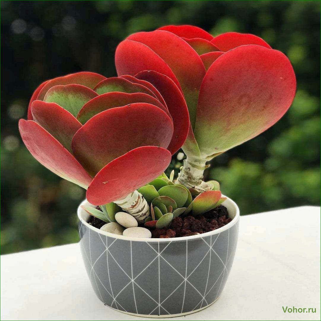 The Most Impressive and Delightful Plants to Liven Up Your Home's Interior
