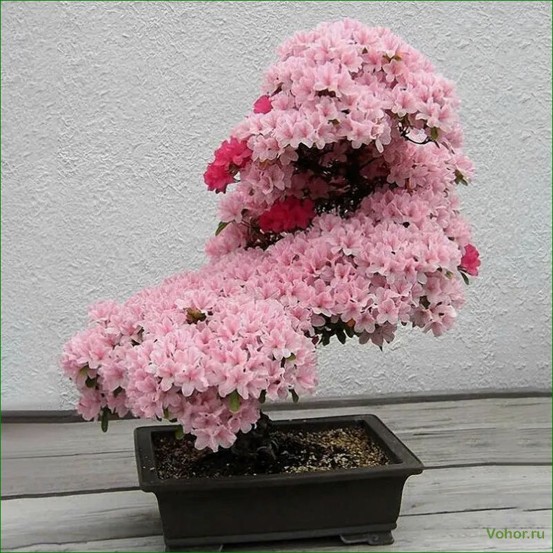 The Most Impressive and Delightful Plants to Liven Up Your Home's Interior